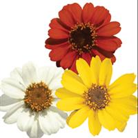 Profusion Sunrise Mix Zinnia