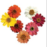 Profusion Seven Color Mix Zinnia