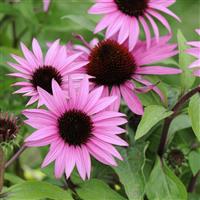 Echinacea Feeling Pink