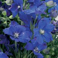 Delphinium Delfix Blue
