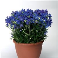 Delphinium Delfix Blue