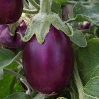 Amethyst Eggplant