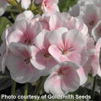 Maverick Appleblossom Geranium