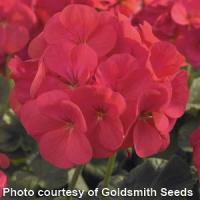 Maverick Coral Geranium