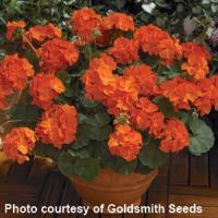 Maverick Orange Geranium