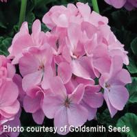 Maverick Quicksilver Geranium