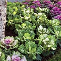 Osaka Mix Flowering Kale