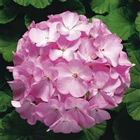 Ringo 2000 Lavender Geranium