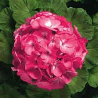 Ringo 2000 Pink Geranium