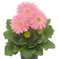 Flori Line Giant Pink Light Eye Gerbera