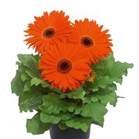 Flori Line Giant Orange Dark Eye Gerbera