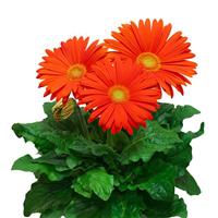 Flori Line Giant Orange Light Eye Gerbera
