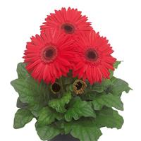 Flori Line Giant Coral Dark Eye Gerbera
