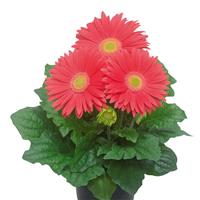 Flori Line Giant Coral Light Eye Gerbera