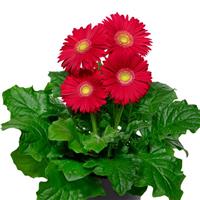 Flori Line Giant Red Light Eye Gerbera