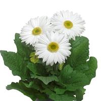 Flori Line Giant White Light Eye Gerbera