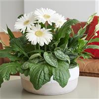 Flori Line Giant White Light Eye Gerbera