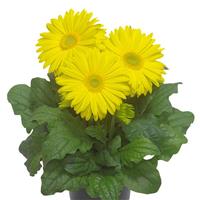 Flori Line Giant Yellow Light Eye Gerbera