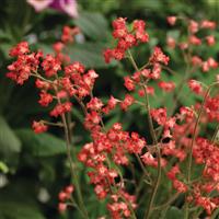 Heuchera Coral Forest