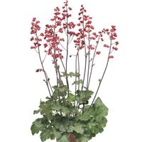 Heuchera Coral Forest