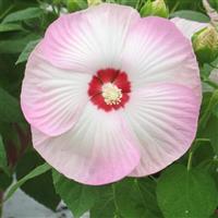 Hibiscus Disco Belle Pink