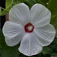 Hibiscus Disco Belle White