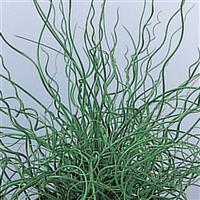 Spiralis Juncus