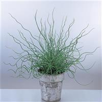 Spiralis Juncus