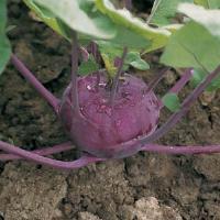 Purple Splendor Kohlrabi