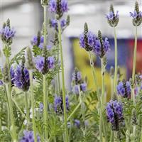 Lavandula Torch Blue