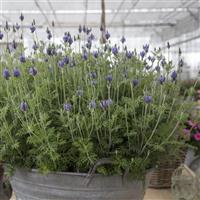Lavandula Torch Blue