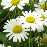 Leucanthemum White Breeze