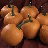 Hijinks Pumpkin