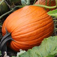 Hulk Pumpkin