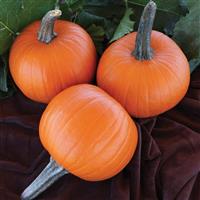 Jack Sprat Pumpkin