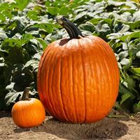 Large Marge Pumpkin