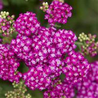 Achillea Firefly Fuchsia