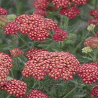 Achillea Firefly Red Pop
