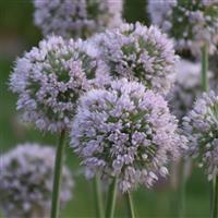 Allium Bobblehead