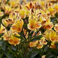 Alstroemeria Summer Breeze