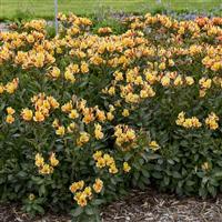 Alstroemeria Summer Breeze