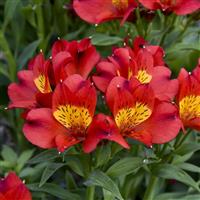 Alstroemeria Summer Heat