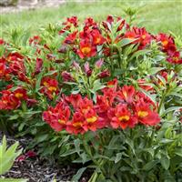 Alstroemeria Summer Heat