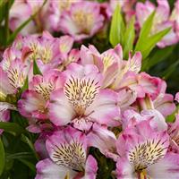 Alstroemeria Summer Break