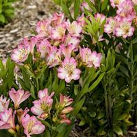 Alstroemeria Summer Break