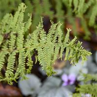 Athyrium Fronds Forever