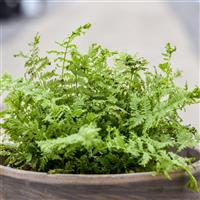 Athyrium Fronds Forever