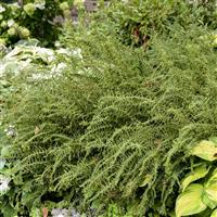 Athyrium Victoriae