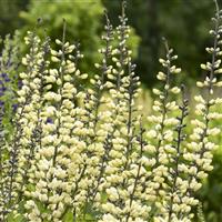 Baptisia Decadence Vanilla Cream II