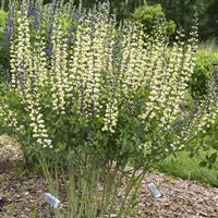 Baptisia Decadence Vanilla Cream II